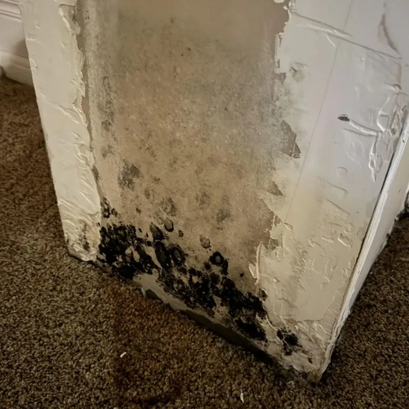 Professional Mold Removal in Travis County, TX